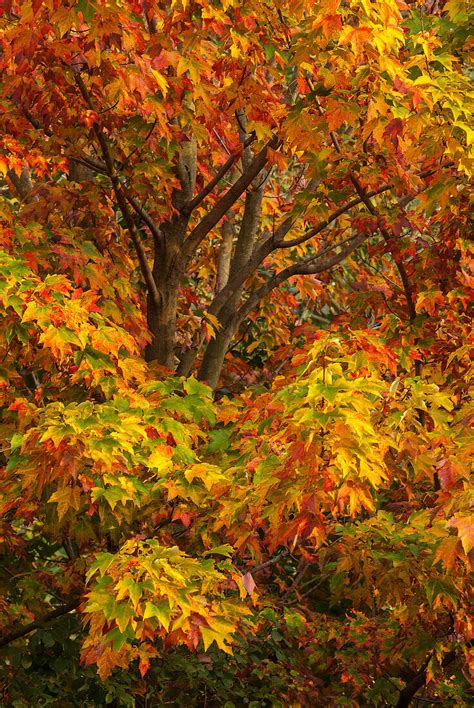 Image result for Silver Maple Tree Fall Color