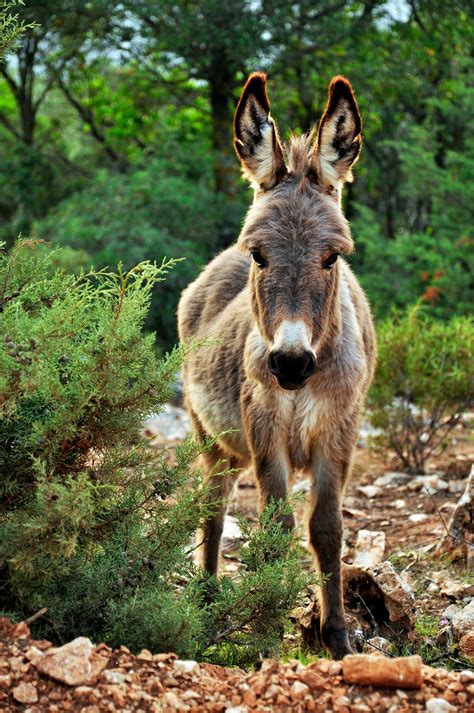 22 Drolly Donkey Photos · Pexels · Free Stock Photos