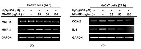 Protective Function of Malus baccata (L.) Borkh Methanol Extract ...