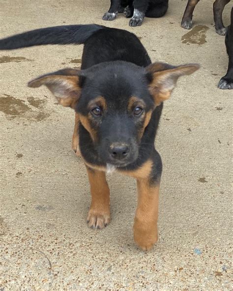 Wolf Trap Animal Rescue | FOSTERS NEEDED!!! We need 25 more puppy ...