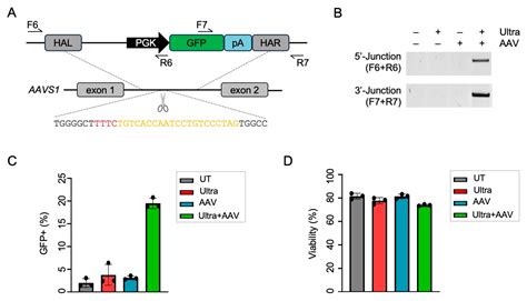 CRISPR-Cas12a for Highly Efficient and Marker-Free Targeted Integration ...