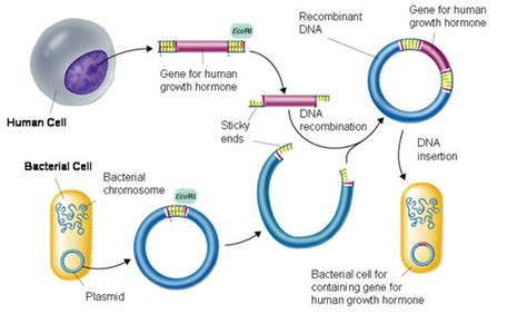 Biotechnology Process Steps Diagram 的图像结果