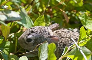 Image result for Cottontail Rabbit Nest