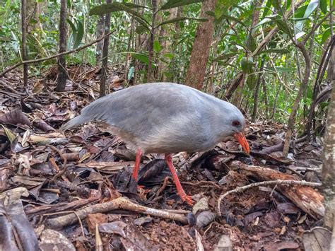 Kagu - eBird
