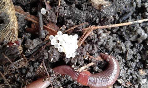 Earthworm Eggs
