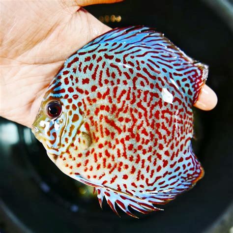 Image result for Red Leopard Discus