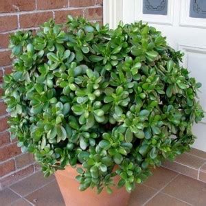 ANUSHKA GREEN BLISS Crassula Bonsai Plant Price in India - Buy ANUSHKA ...