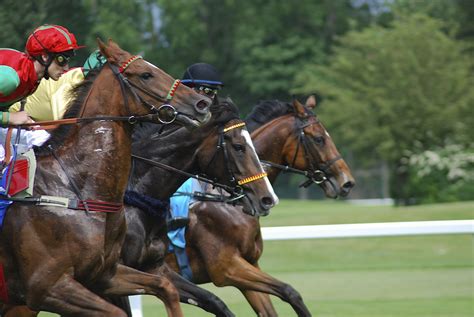 Free Images : horses, mare, jockey, racecourse, gallop, equestrianism ...