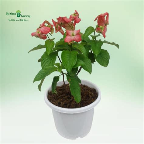 Mussaenda Plant