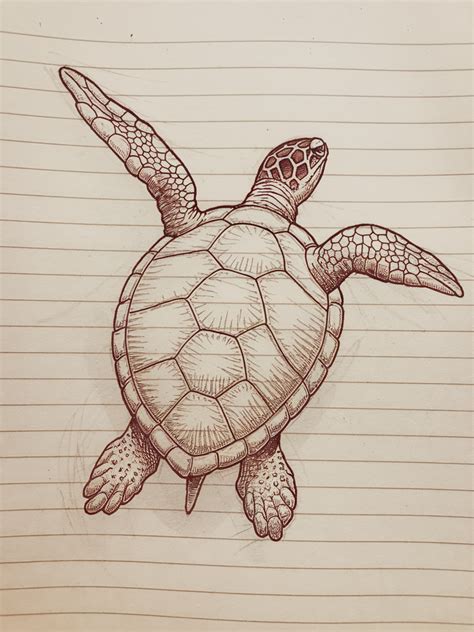 Image result for Simple Turtle Drawing