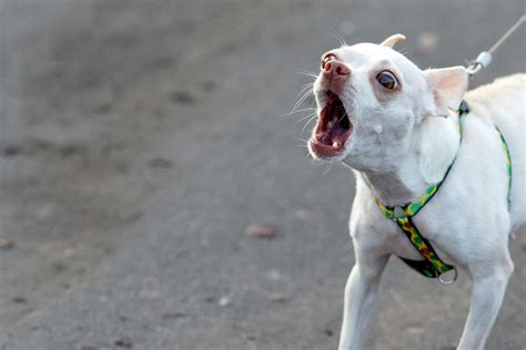 How to Train Your Chihuahua Dog to Not Bark at Strangers | Wag!