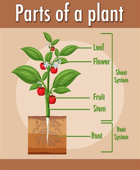 Parts of a plant Images - Free Download on Freepik