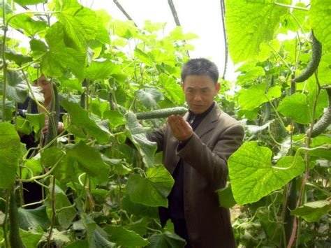 开化县城滨江东路绿化带种植20万株绿化植物--开化新闻网