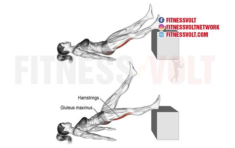 Image result for Hamstrings Leg Extensions