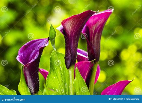 Purple Calla Lily Flower stock image. Image of bright - 151353187