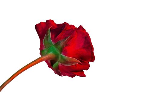 Red rose transparent background Images - Free Download on Freepik