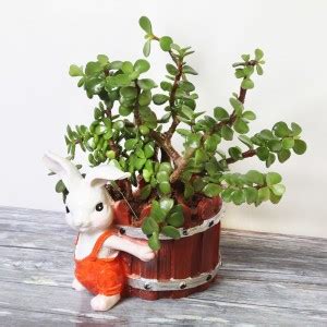 Floweraura Jade Plant Price in India - Buy Floweraura Jade Plant online ...