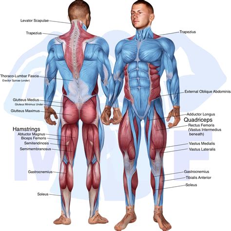 Barbell Reverse Lunge: An Easy Exercise To Build Strength And Balance