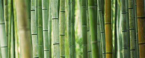 最全的竹子品种就在这里_好景园林