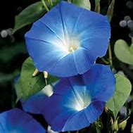 Image result for Morning Glory White Flowers