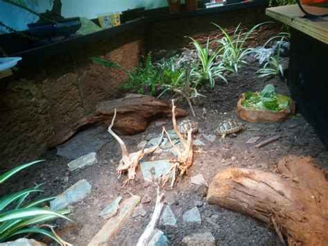 Image result for Tortoise Table