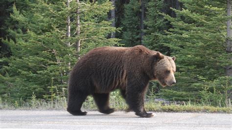 Grizzly Bear Large