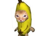 Image result for Cat Writing Python Code