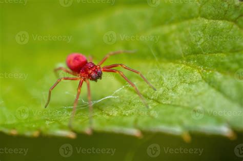one small red spider is waiting for its prey on a leaf 14980566 Stock ...