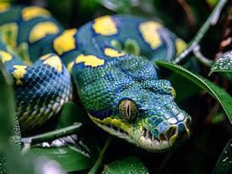 Snake Repellant Seeds: সাপের নতুন ‘শত্রু’ খুঁজে পেলেন বিজ্ঞানীরা, এবার ...