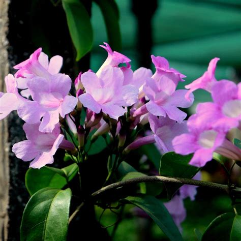 PlantsShip PlantsShip Garlic Creeper Garlic Vine Bignonia Alliacea ...