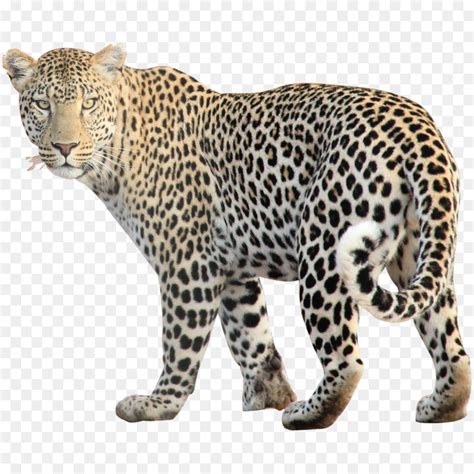 Image result for How to Create a Line of Text a Comment Python