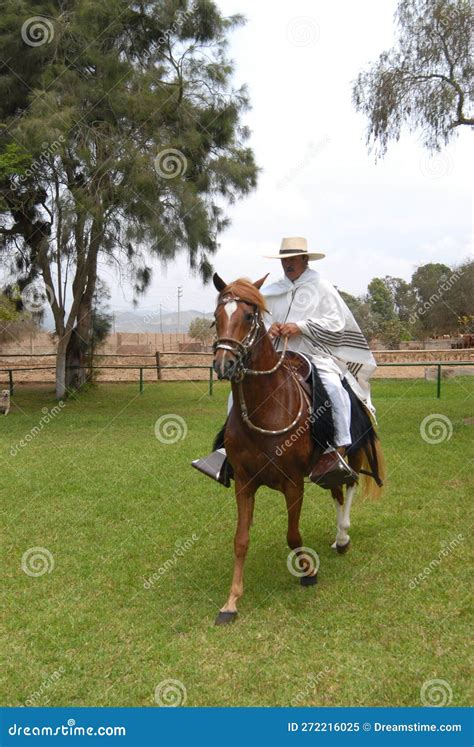 PERU - Peruvian Paso Horses Being Ridden by Men in Traditional Clothing ...