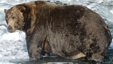 Fat Bear Champ Eats So Many Fish He Can Barely Walk - Science