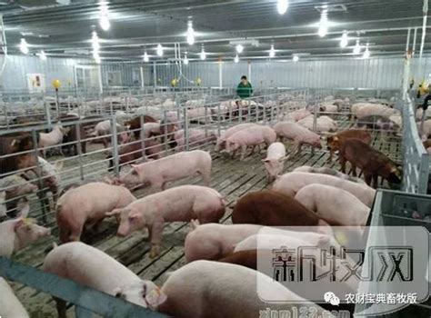 天邦再引1200头CG曾祖代种猪，可为1000万头商品猪生产提供种源保障