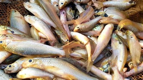 How To Start Fish Business In Dubai, UAE from India | SAB