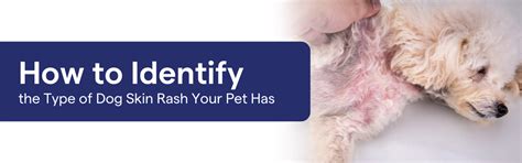 Types of Dog Rashes: How to Identify What Your Dog Has – K9 Vitality