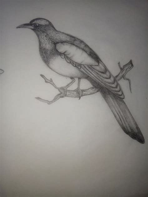 Image result for Bird Drawing Shading