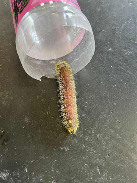 ID Help! Imperial Moth Caterpillar? (North Carolina) : r/whatsthisbug