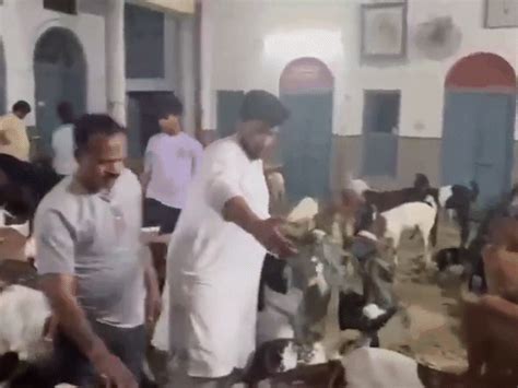Bakrid Eid Qurbani; UP Baghpat Bakrashala Pashu Mandi | Muslims Jain