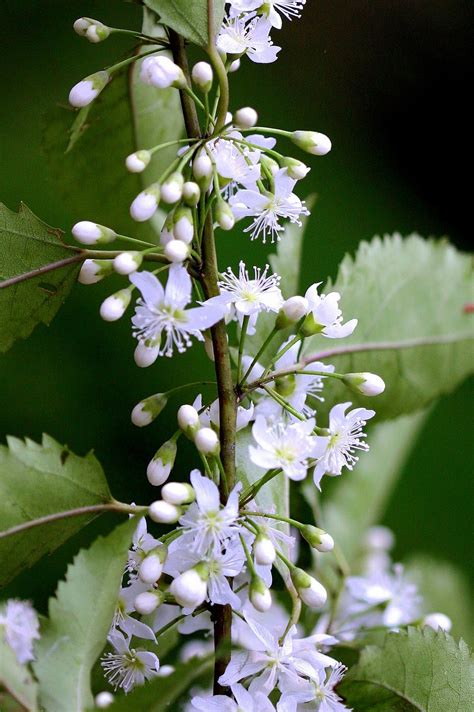 Rezultat imagine pentru Cyme Database