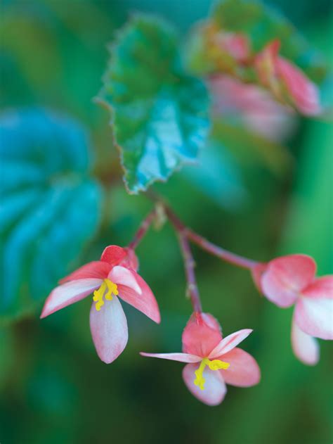 Do Begonia Plants Need Full Sun at Julian Syme blog
