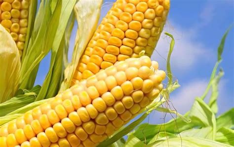 中国鲜食玉米产业研究简报 - 知乎