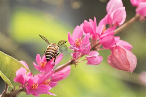 花朵上采花的蜜蜂高清图片下载-正版图片307534009-摄图网