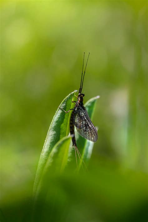 Image result for mayfly