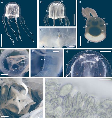 New Species of Box Jellyfish Discovered in Hong Kong | Sci.News