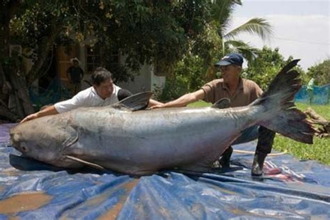 Giant Catfish May Be World's Largest Freshwater Fish | National Geographic