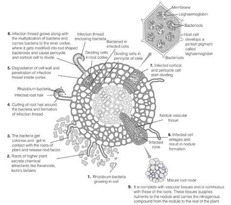 SATHEE: Mineral Nutrition
