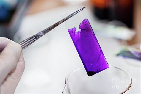 Image result for Microscope Staining