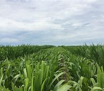 Image result for Field Corn Seed