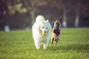 4 Ways To Keep Your Dog’s Joints Healthy And Young – Pet Natural Remedies